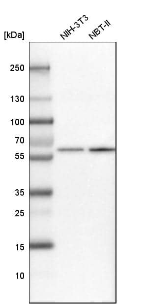 Analysis in mouse cell line NIH-3T3 and rat cell line NBT-II.