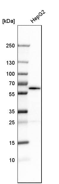 Analysis in human cell line HepG2.