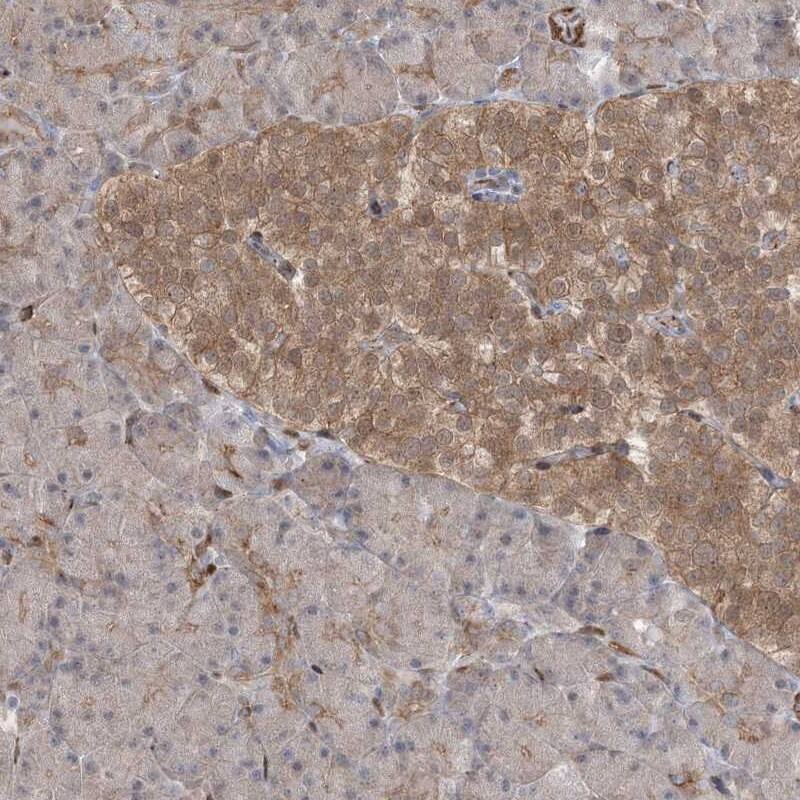 Staining of human pancreas shows moderate cytoplasmic positivity in islet cells.