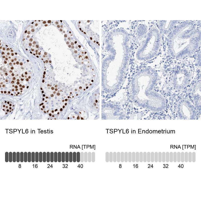 <b>Orthogonal Strategies Validation. </b>Analysis in human testis and endometrium tissues.