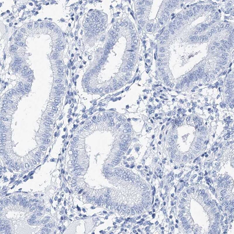 Staining of human endometrium shows low expression as expected.