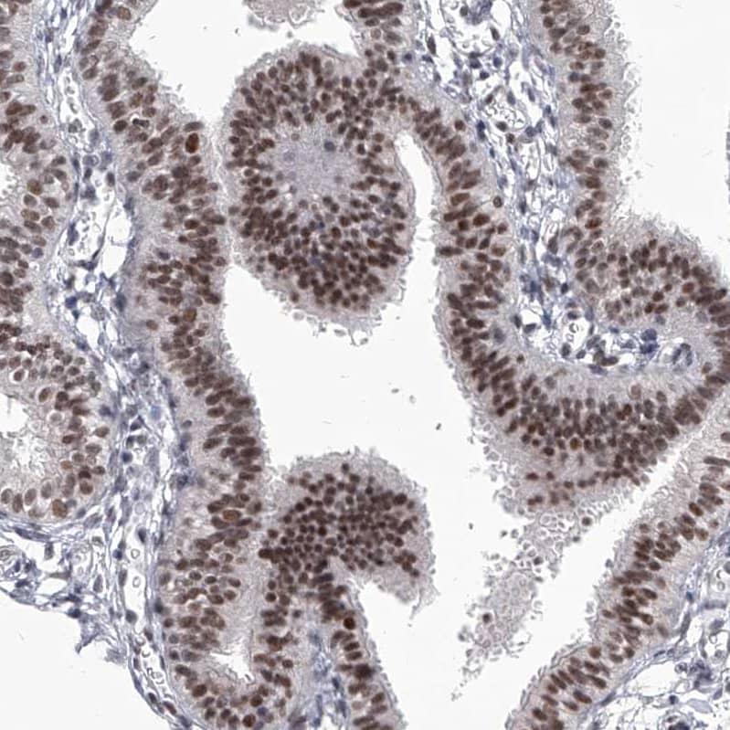 Staining of human fallopian tube shows strong nuclear positivity in glandular cells.