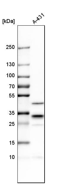 Analysis in human cell line A-431.