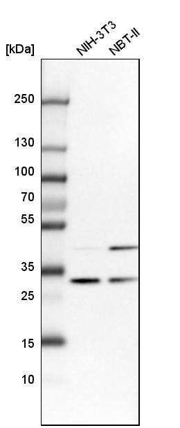 Analysis in mouse cell line NIH-3T3 and rat cell line NBT-II.