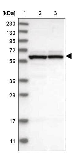 Western Blot GTPBP2 Antibody - BSA Free