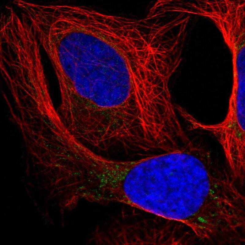 Staining of human cell line U-2 OS shows localization to mitochondria.
