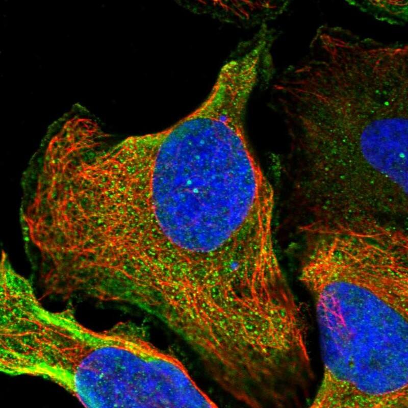 Staining of human cell line U-2 OS shows localization to plasma membrane.