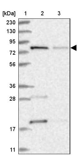 Western Blot MTO1 Antibody - BSA Free