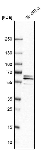 Western Blot CPNE3 Antibody - BSA Free