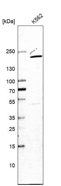 Western Blot USP47 Antibody - BSA Free