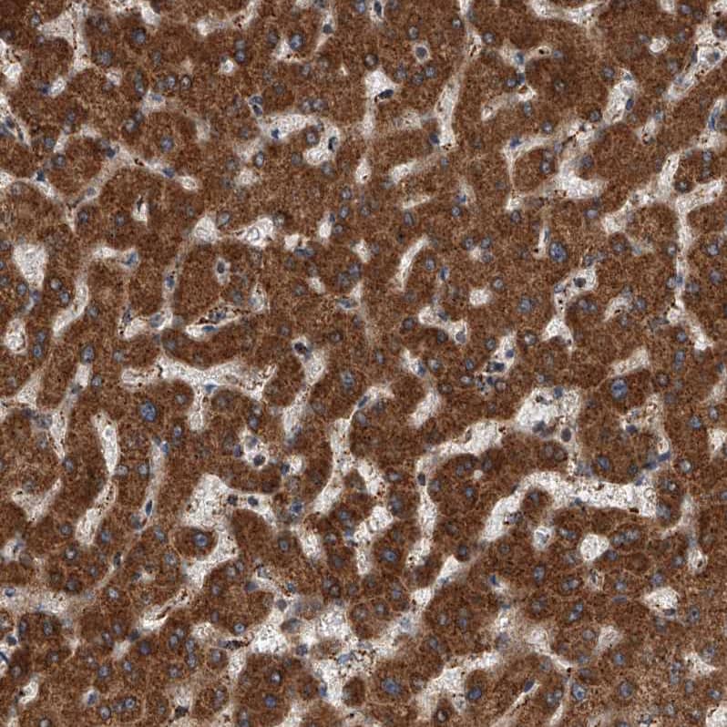 Immunohistochemistry-Paraffin USP47 Antibody - BSA Free