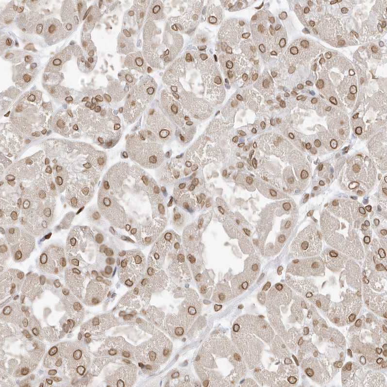 Staining of human stomach shows moderate positivity in nuclear membrane in glandular cells.