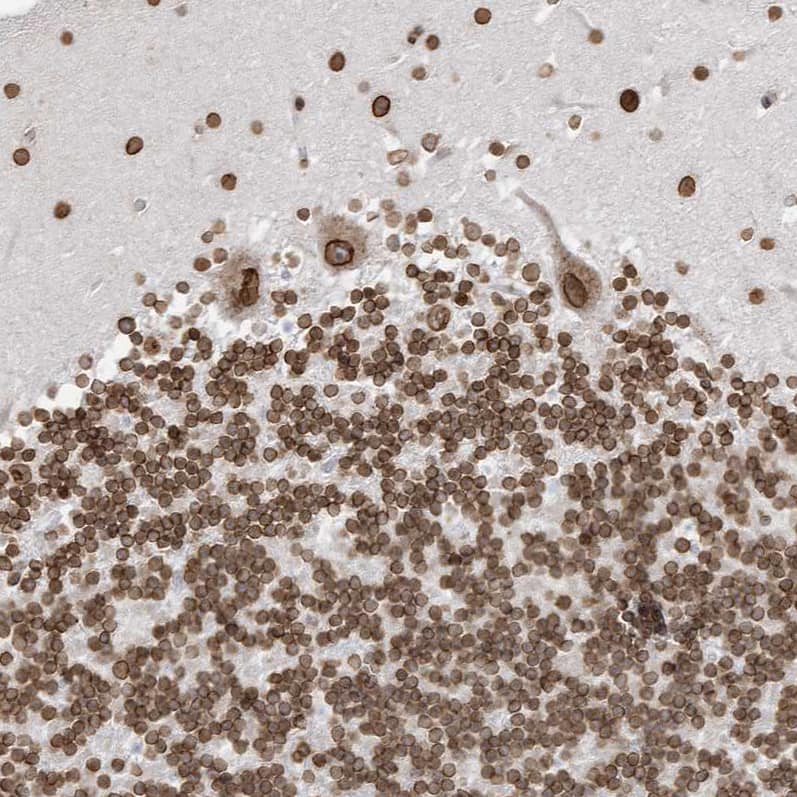 Staining of human cerebellum shows strong positivity in nuclear membrane in all layers.