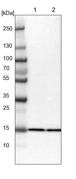Lane 1: NIH-3T3 cell lysate (Mouse embryonic fibroblast cells)Lane 2: NBT-II cell lysate (Rat Wistar bladder tumour cells)