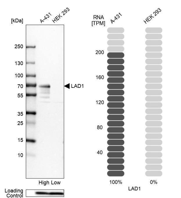 Western Blot LAD1 Antibody - BSA Free