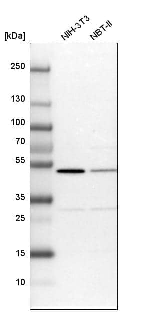 Analysis in mouse cell line NIH-3T3 and rat cell line NBT-II.