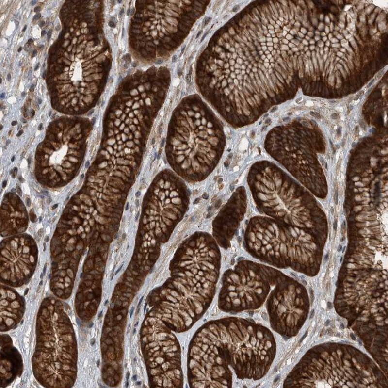 Staining of human stomach shows strong cytoplasmic positivity in glandular cells.