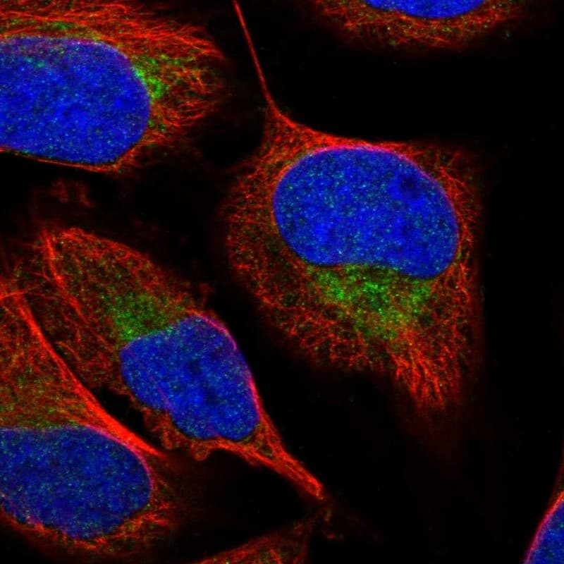 Staining of human cell line U-2 OS shows localization to mitochondria.