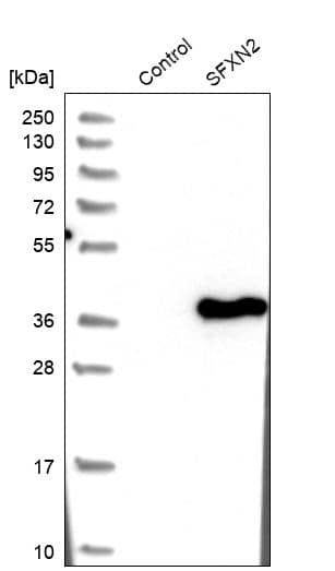 Western Blot SFXN2 Antibody - BSA Free