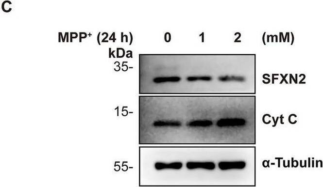 Western Blot SFXN2 Antibody - BSA Free