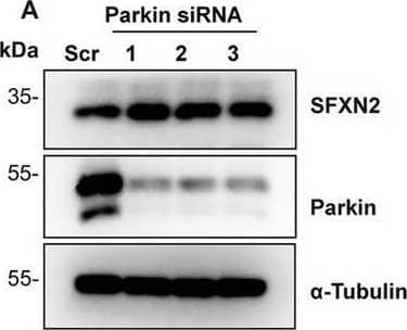 Western Blot SFXN2 Antibody - BSA Free