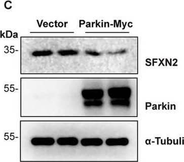 Western Blot SFXN2 Antibody - BSA Free