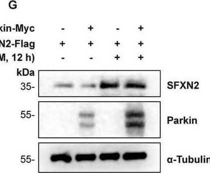 Western Blot SFXN2 Antibody - BSA Free