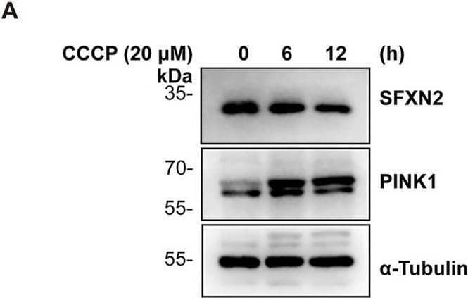 Western Blot SFXN2 Antibody - BSA Free