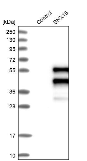 Analysis in control (vector only transfected HEK293T lysate) and SNX16 over-expression lysate (Co-expressed with a C-terminal myc-DDK tag (~3.1 kDa) in mammalian HEK293T cells).
