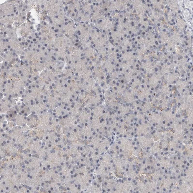 Staining of human pancreas shows no cytoplasmic positivity in exocrine glandular cells as expected.