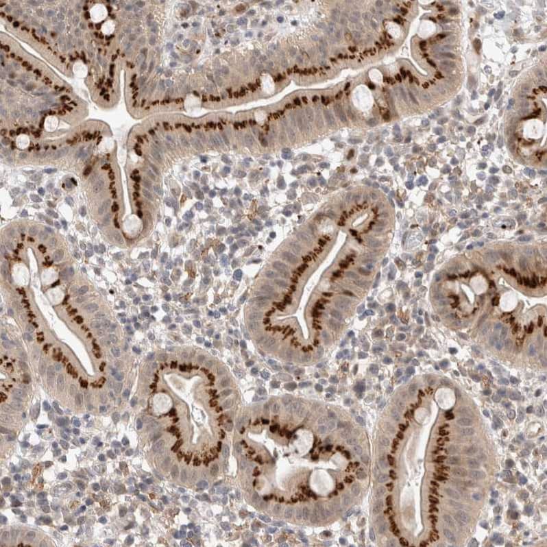 Staining of human duodenum shows strong cytoplasmic granular positivity in glandular cells.