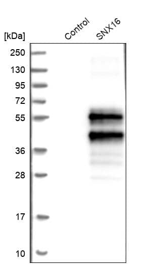 Analysis in control (vector only transfected HEK293T lysate) and SNX16 over-expression lysate (Co-expressed with a C-terminal myc-DDK tag (~3.1 kDa) in mammalian HEK293T cells).