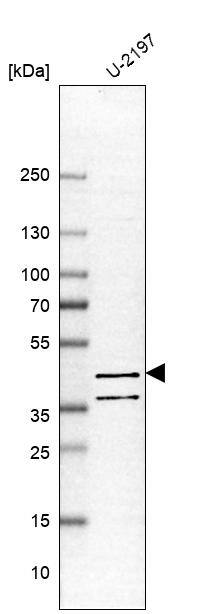 Western Blot PDE7B Antibody - BSA Free