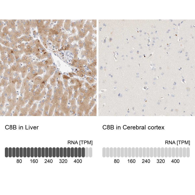 Immunohistochemistry-Paraffin C8B Antibody - BSA Free