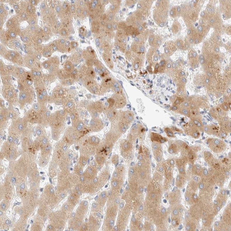 Immunohistochemistry-Paraffin C8B Antibody - BSA Free