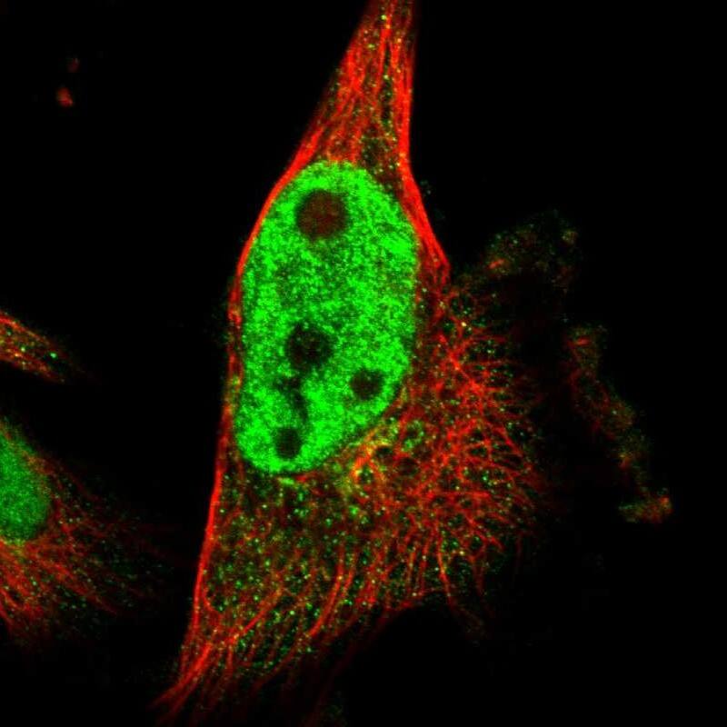 Staining of human cell line U-251 MG shows localization to nucleoplasm & the Golgi apparatus.