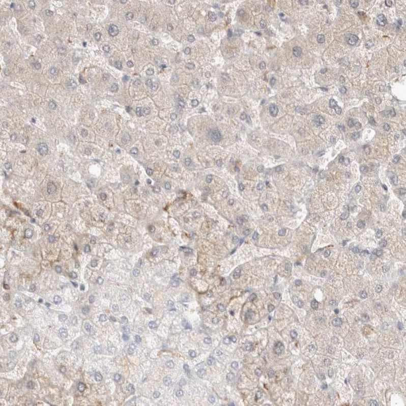 Immunohistochemistry-Paraffin TOM1L2 Antibody - BSA Free