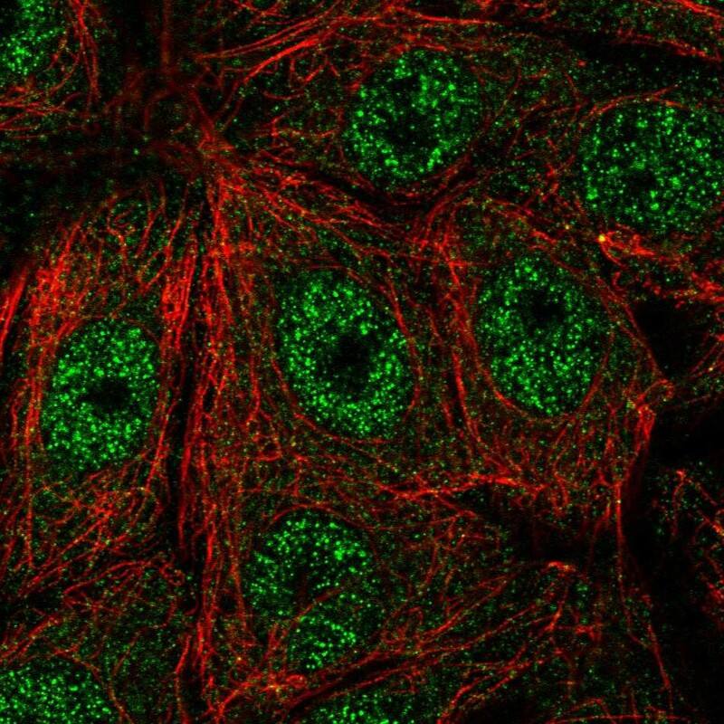 Staining of human cell line MCF7 shows localization to nucleoplasm.