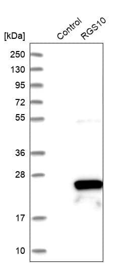 Analysis in control (vector only transfected HEK293T lysate) and RGS10 over-expression lysate (Co-expressed with a C-terminal myc-DDK tag (~3.1 kDa) in mammalian HEK293T cells).