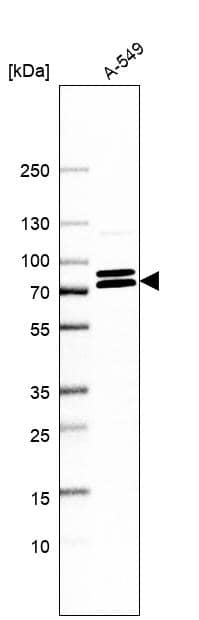 Western Blot KIFC3 Antibody - BSA Free