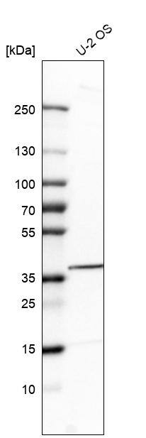 Analysis in human cell line U-2 OS.