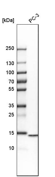 Analysis in human cell line PC-3.
