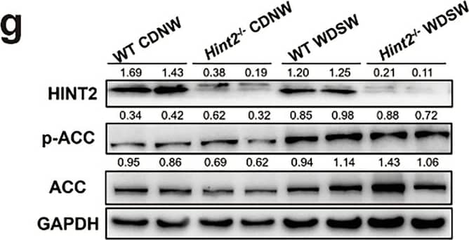 HINT2 attenuates hepatic steatosis, inflammation, fibrosis and mitochondrial damage in MASH mice.a WT and Hint2−/− mice were fed a WDSW for 24 weeks. b Body weights of the mice. c Serum liver enzymes of the mice. d H&E and Oil Red O staining (scale bars, 100 μm) of mouse liver sections. e Intrahepatic TG contents of the mice. f mRNA levels of Hint2, Cpt1a, Acaca and Fasn in mouse livers. g Protein levels of total and phosphorylated ACC in mouse livers. h Serum MCP-1 concentrations of in mice. i mRNA levels of Ccl2, Il8 and Tnfa in mouse livers. j Sirius Red and  alpha -SMA staining (scale bars, 100 μm) of mouse liver sections. k mRNA levels of Col1a1 and Acta2 in mouse livers. l TEM (scale bars, 2 μm) of mouse liver sections. Data are presented as mean +/- s.d. *P < 0.05, **P < 0.01, ***P < 0.001, ****P < 0.0001 (Student’s t-test). Image collected and cropped by CiteAb from the following open publication (//www.nature.com/articles/s12276-025-01445-w), licensed under a CC-BY license. Not internally tested by Novus Biologicals.