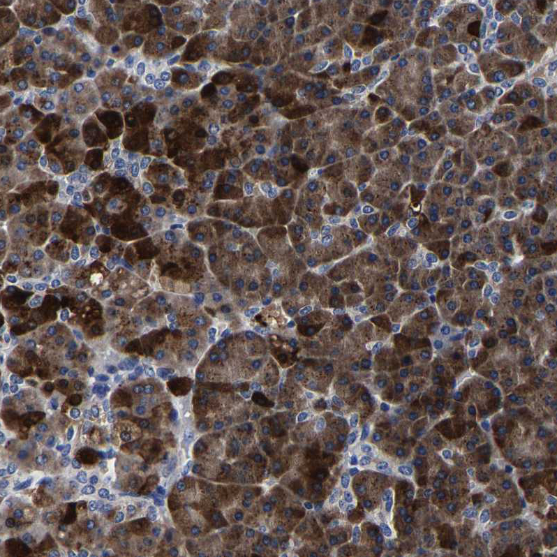 Immunohistochemistry-Paraffin Carboxypeptidase A2/CPA2 Antibody - BSA Free