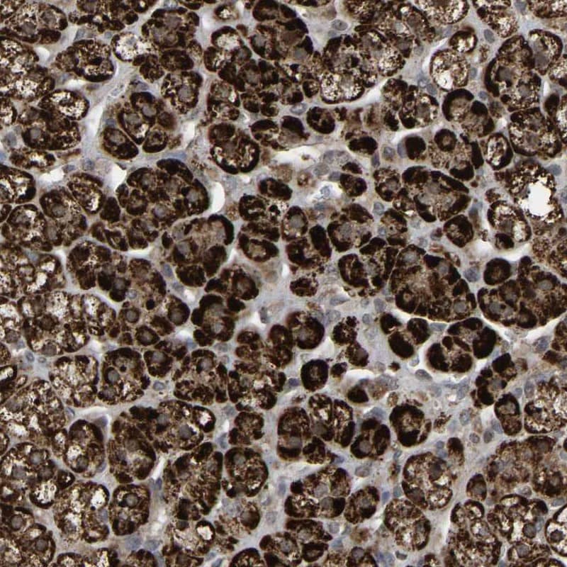 Immunohistochemistry-Paraffin ZBED6 C-Terminal Like Antibody - BSA Free