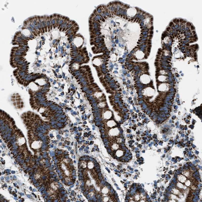 Staining of human duodenum shows strong positivity in cytoplasm granular in glandular cells.