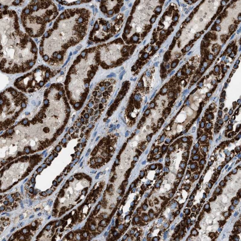 Staining of human kidney shows strong positivity in cytoplasm granular in cells in tubules.