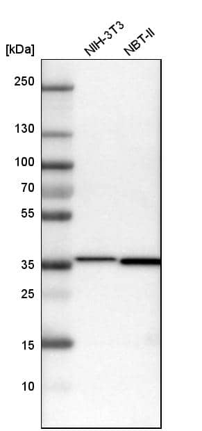 Analysis in mouse cell line NIH-3T3 and rat cell line NBT-II.