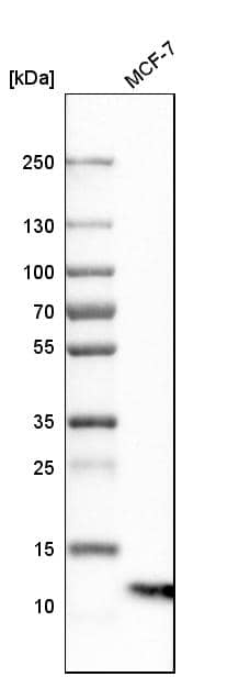 Western Blot S100A13 Antibody - BSA Free