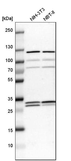 Analysis in mouse cell line NIH-3T3 and rat cell line NBT-II.